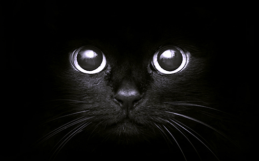 Blestemul pisicii negre